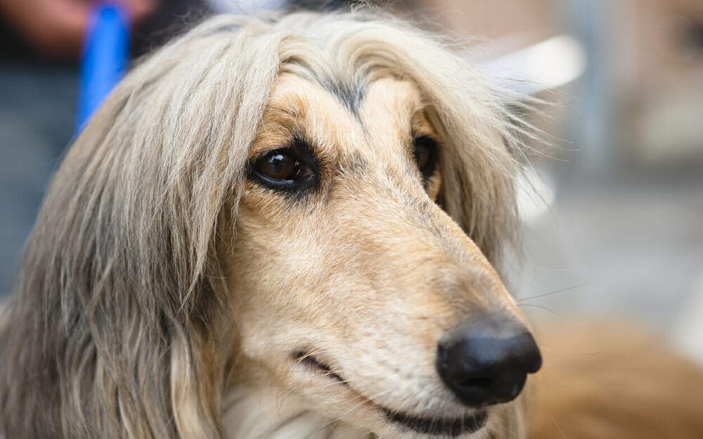 Afghan Hounds Afghan Hounds
