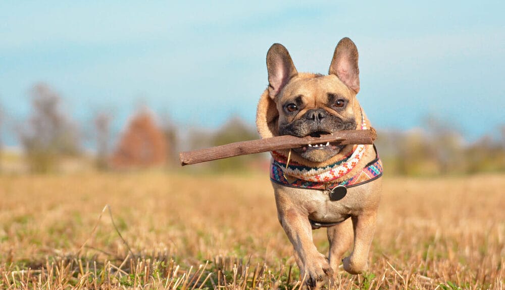 French Bulldog French Bulldog