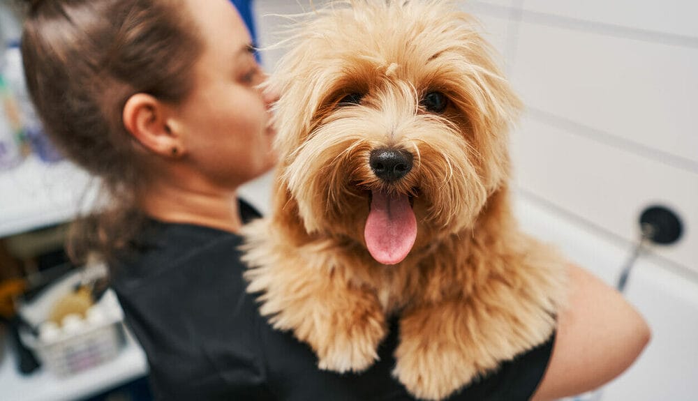 Dog Ear Plucking Risks Dog Ear Plucking Risks