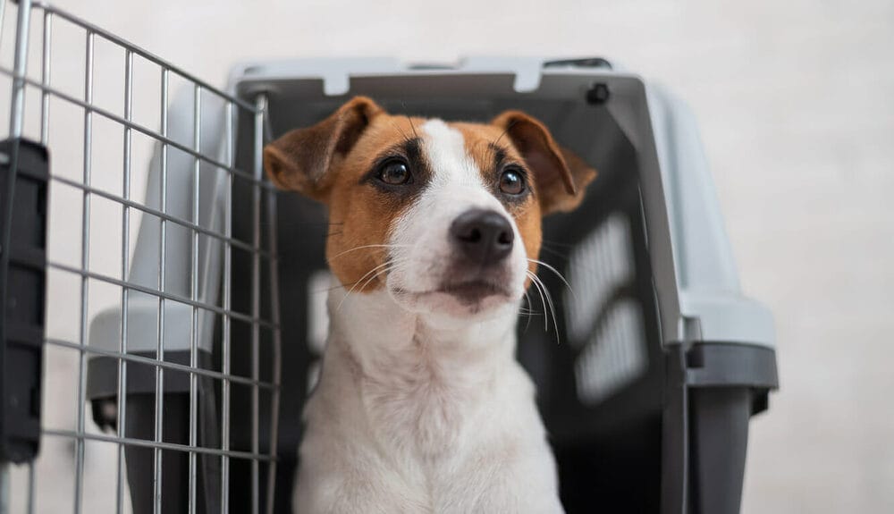 What Age Do Dogs Need Glands Expressed