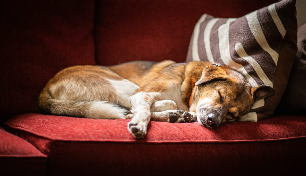 What Happens if You Don’t Express Your Dog’s Glands