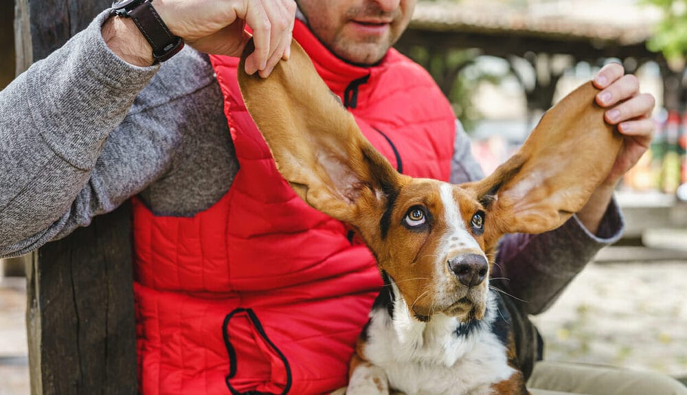 Basset Hounds Basset Hounds
