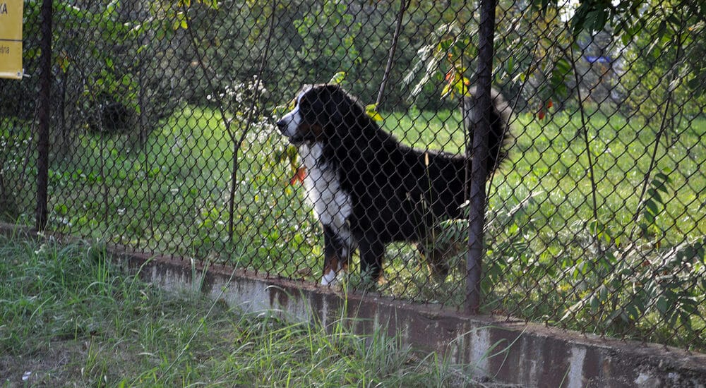 What height should the fence be?