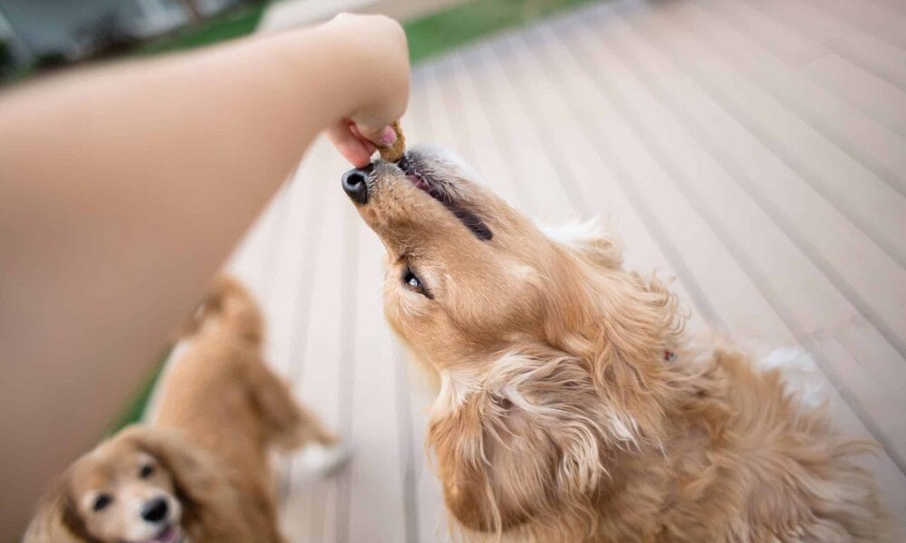 What is DMT dog training?