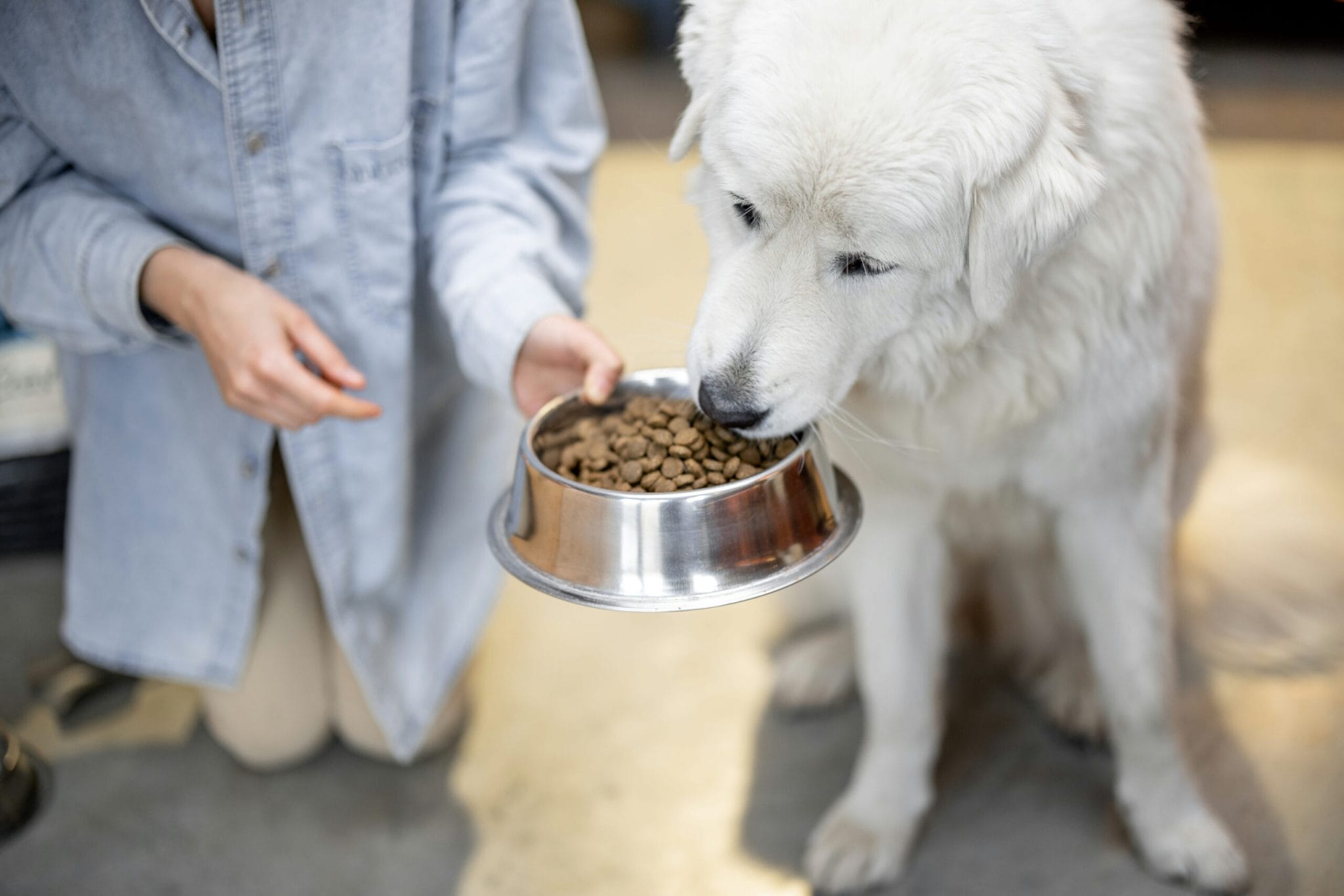 What makes low residue dog food different than normal dog food?