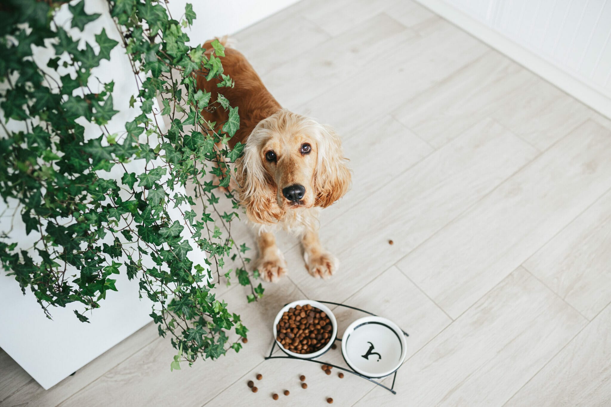 What is low residue dog food?
