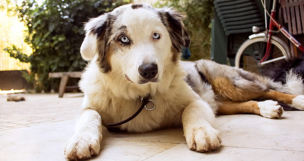 High energy: Australian Shepherds High energy: Australian Shepherds