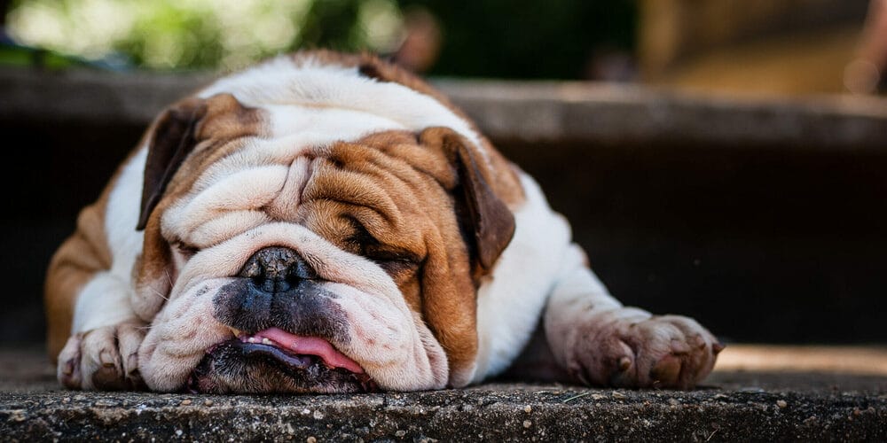 Low Energy: Bulldogs Low Energy: Bulldogs