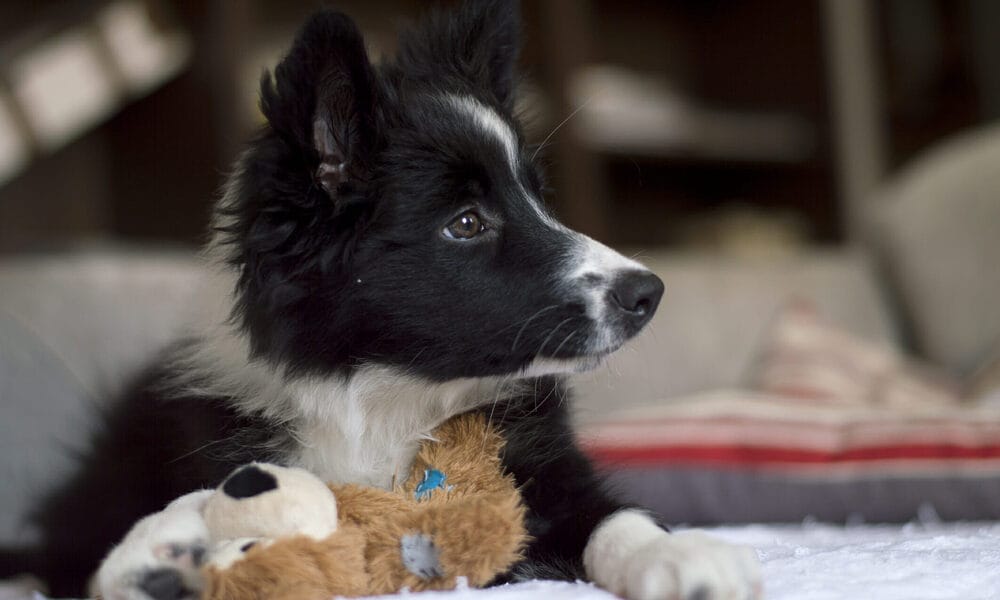 What should you avoid putting in a dog crate for chewers?