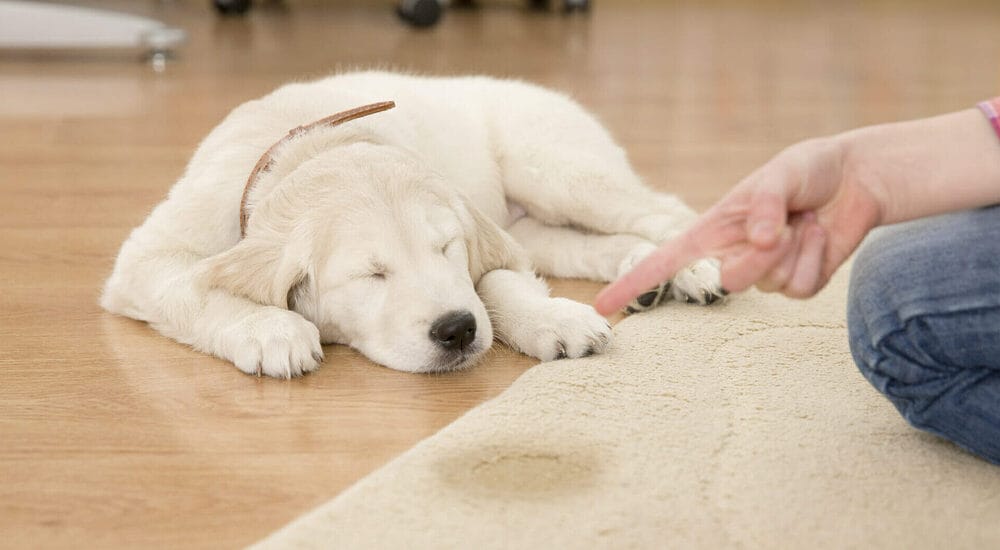Does your puppy have a lot of accidents?