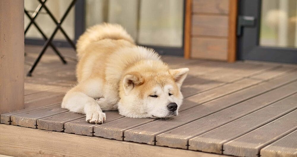 Why do dogs have sebum