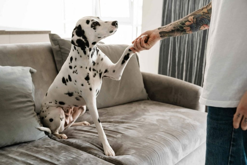 Why do people not get Dalmatians?