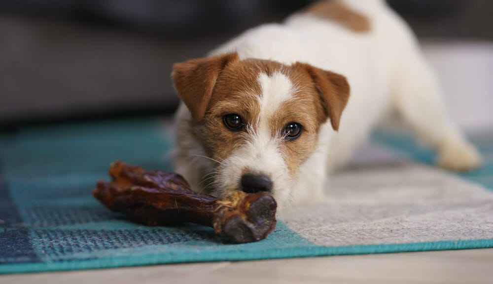 Why Do Dogs Bring Their Food To The Carpet