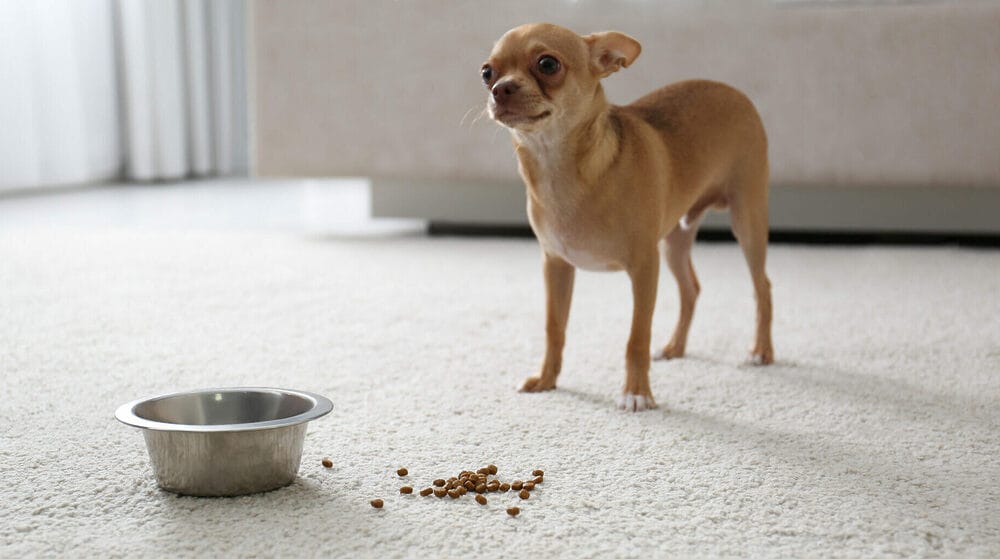 The possible root cause of bringing food to the carpet