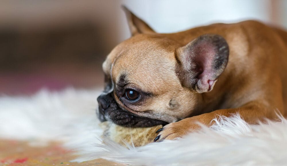 Why the carpet in particular?