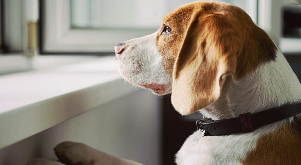 Separation Anxiety Separation Anxiety