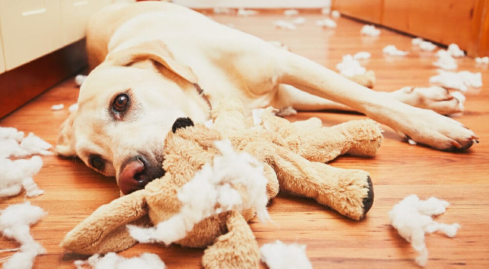 Innate Instinct Innate Instinct