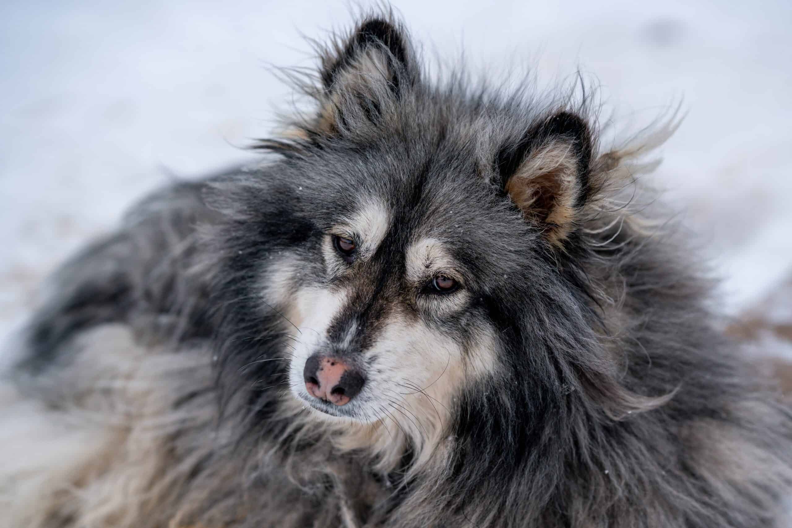 Dog Breeds with Cowlicks