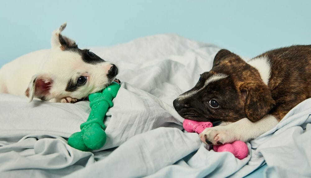 How To Stop Your Dog From Nibbling On Blankets?