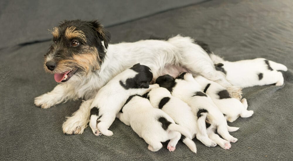 Premature Weaning Premature Weaning