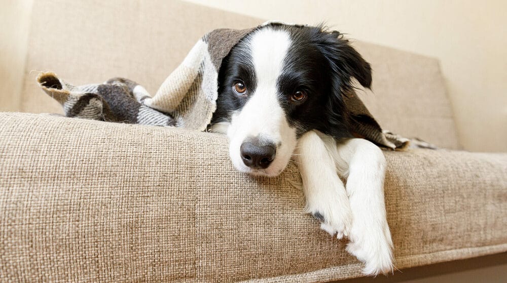 Stress/Separation Anxiety Stress/Separation Anxiety