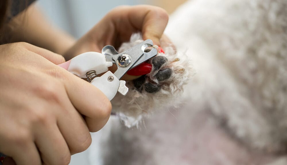 Trim Their Nails Trim Their Nails