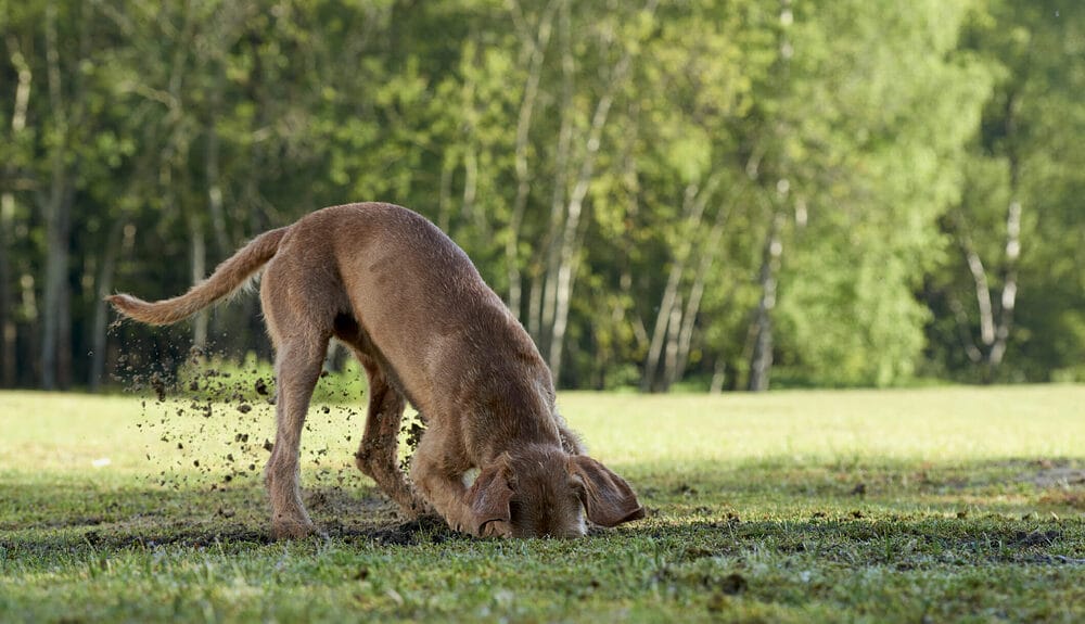 Why Do Dogs Scratch Their Beds Before Lying Down?