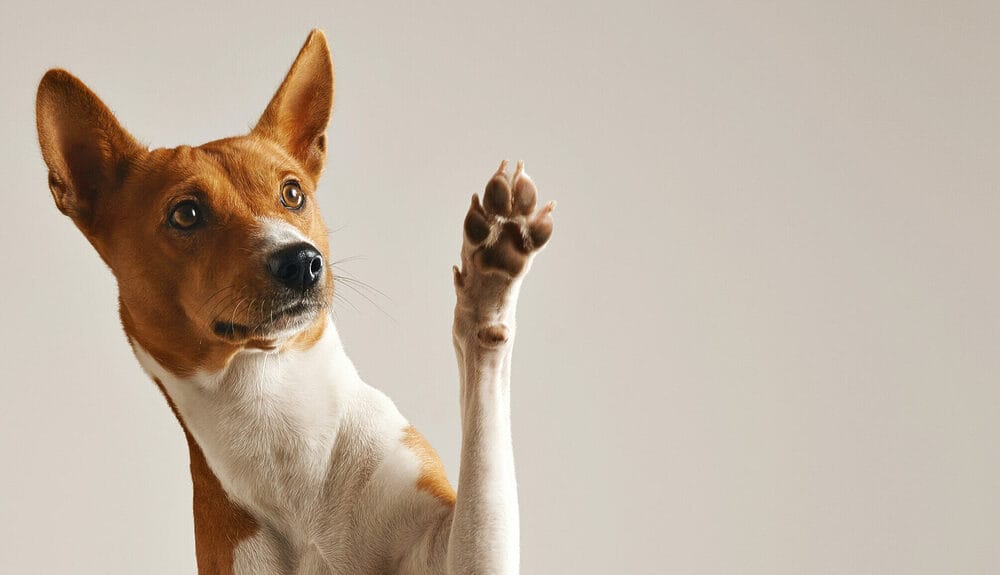 To Mark Their Territory To Mark Their Territory