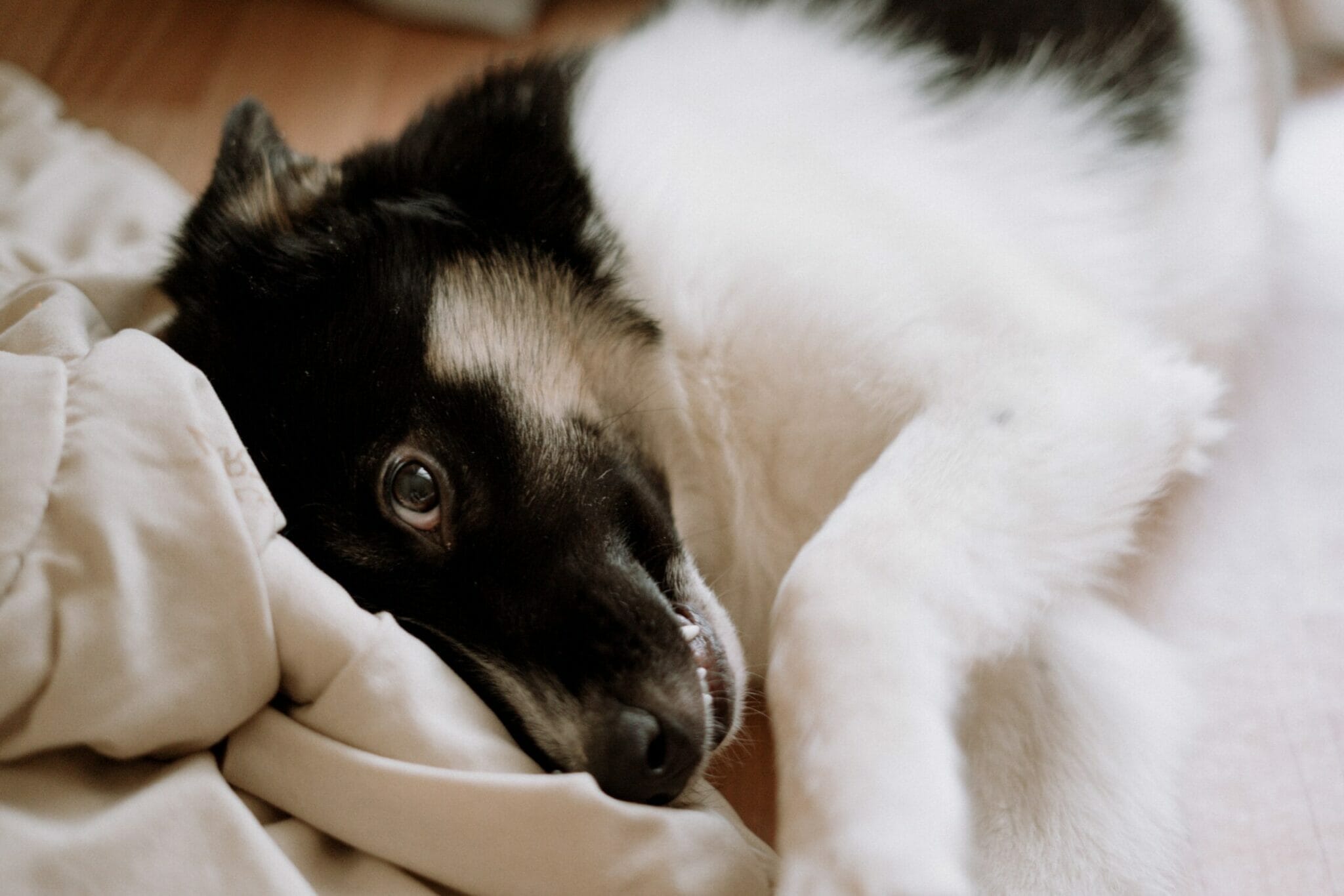 why do dogs smile when you scratch them