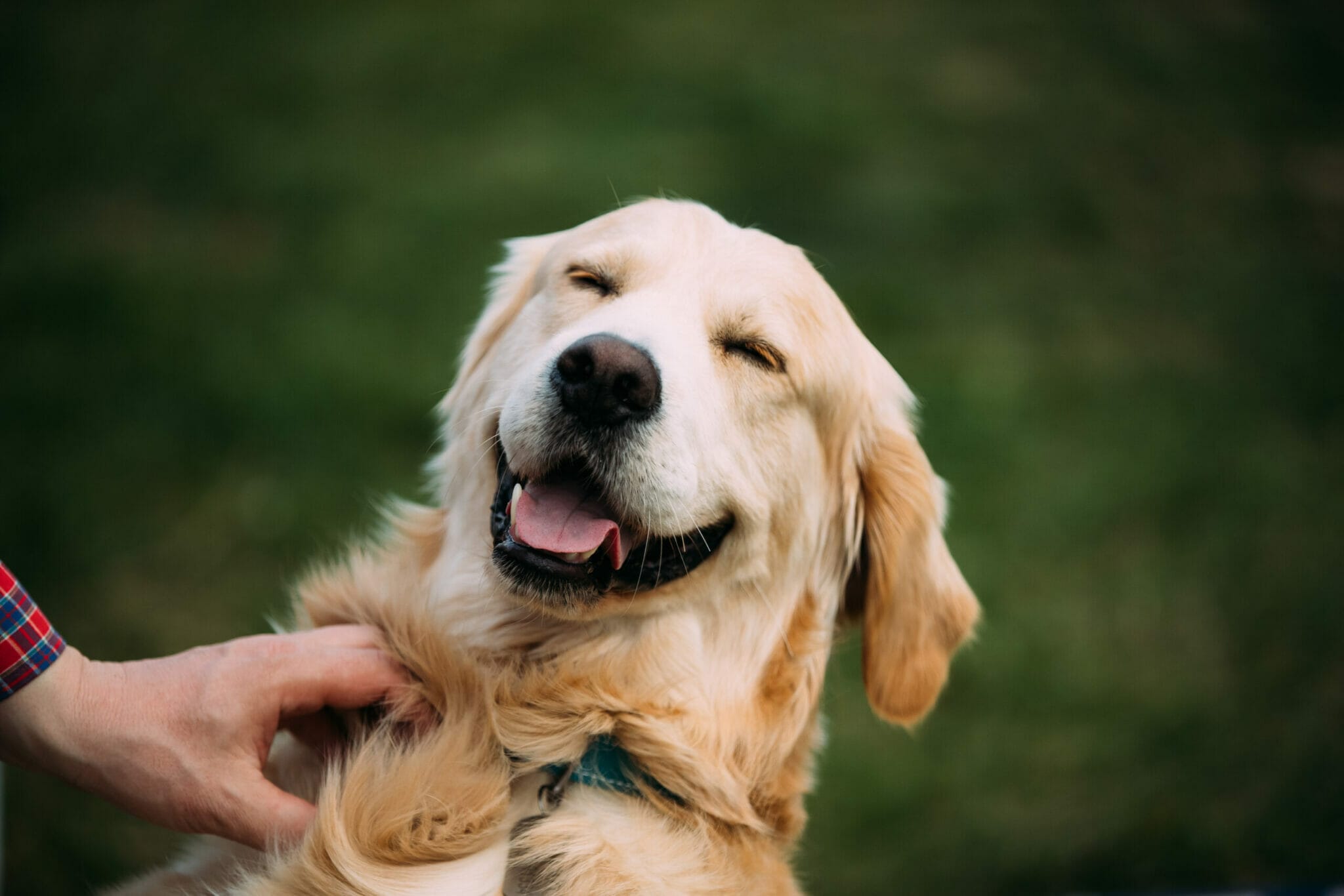 why do dogs smile when you scratch them