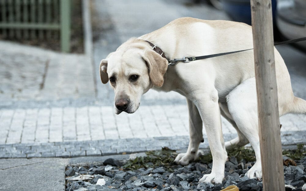 The root cause of the sniffing before pooping