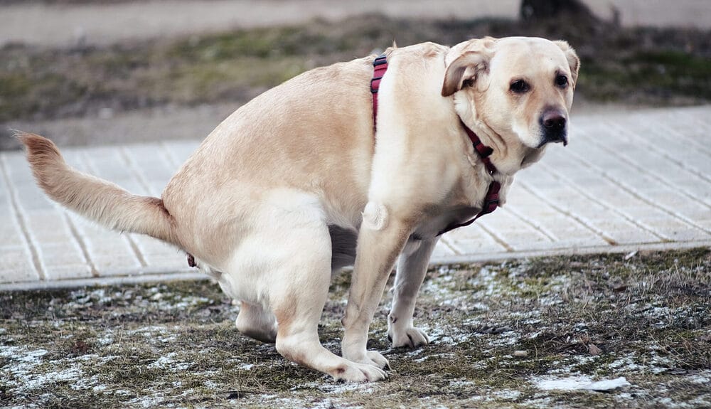 Marking Their Territory with dog poop