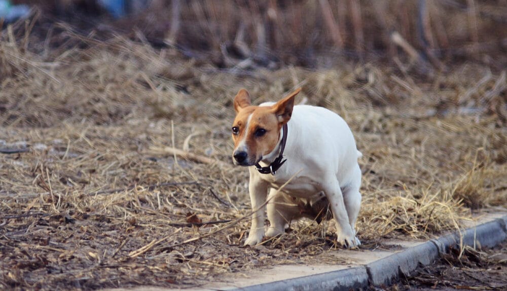 Communication via dog poop