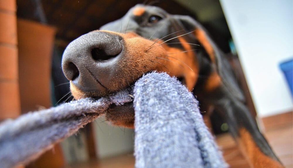 What To Do When Your Dog Brings You Sockslining in a sock What To Do When Your Dog Brings You Socks