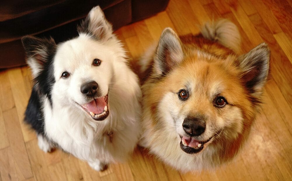 Trying to Assert Dominance over the Other Dog Trying to Assert Dominance over the Other Dog