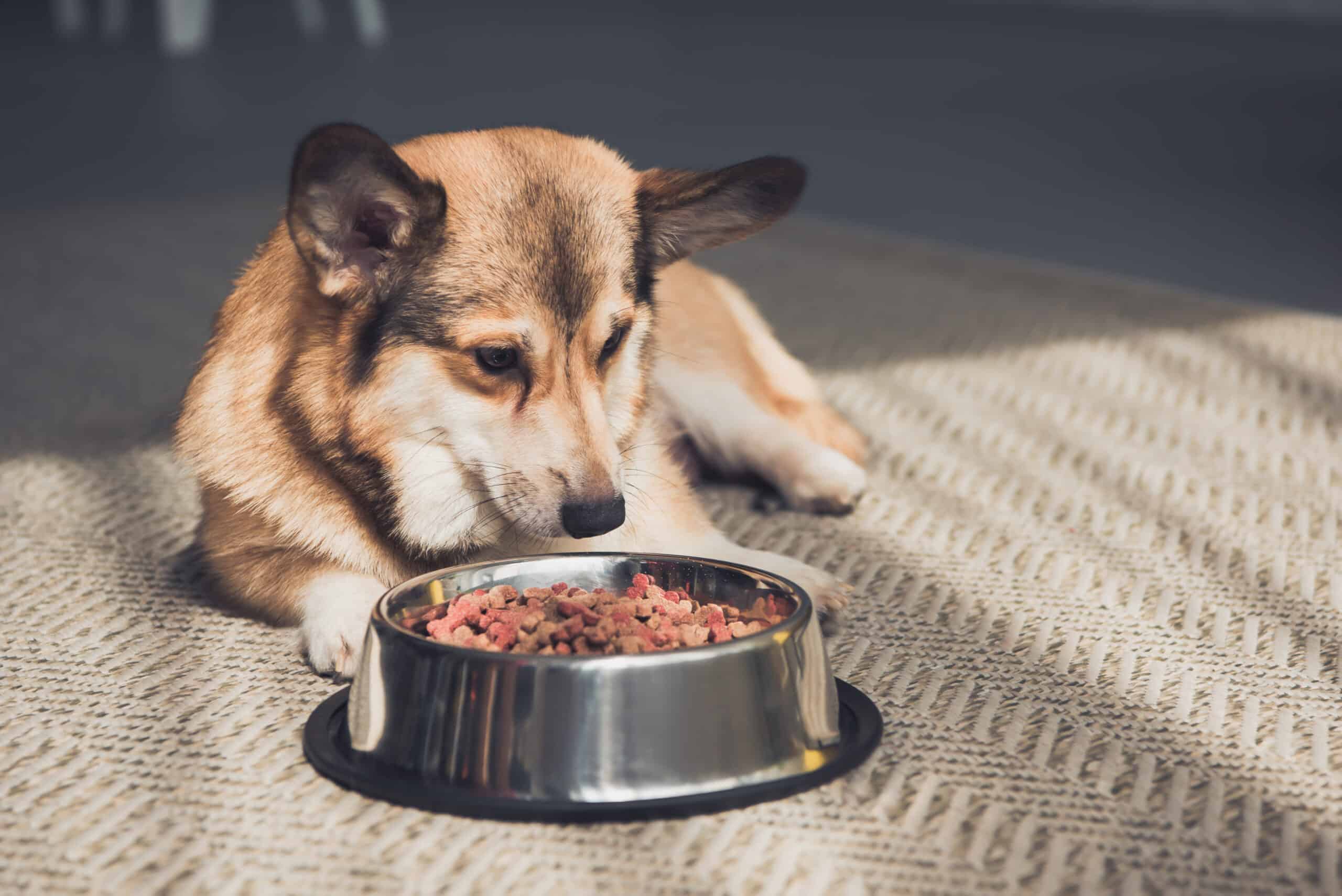Accidentally bought large breed dog food: What to do?