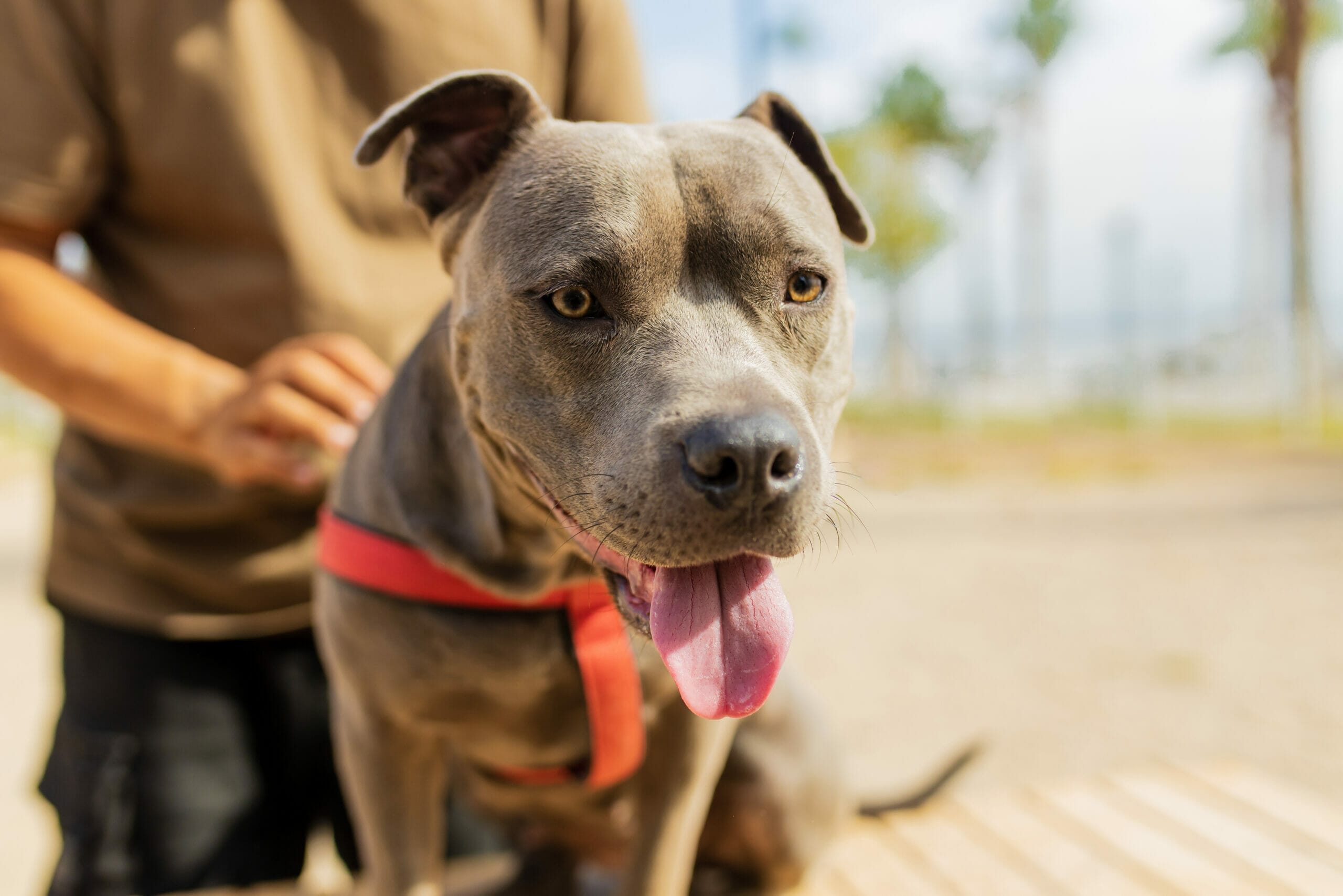 American Staffordshire Terrier Feeding Guide (2026)