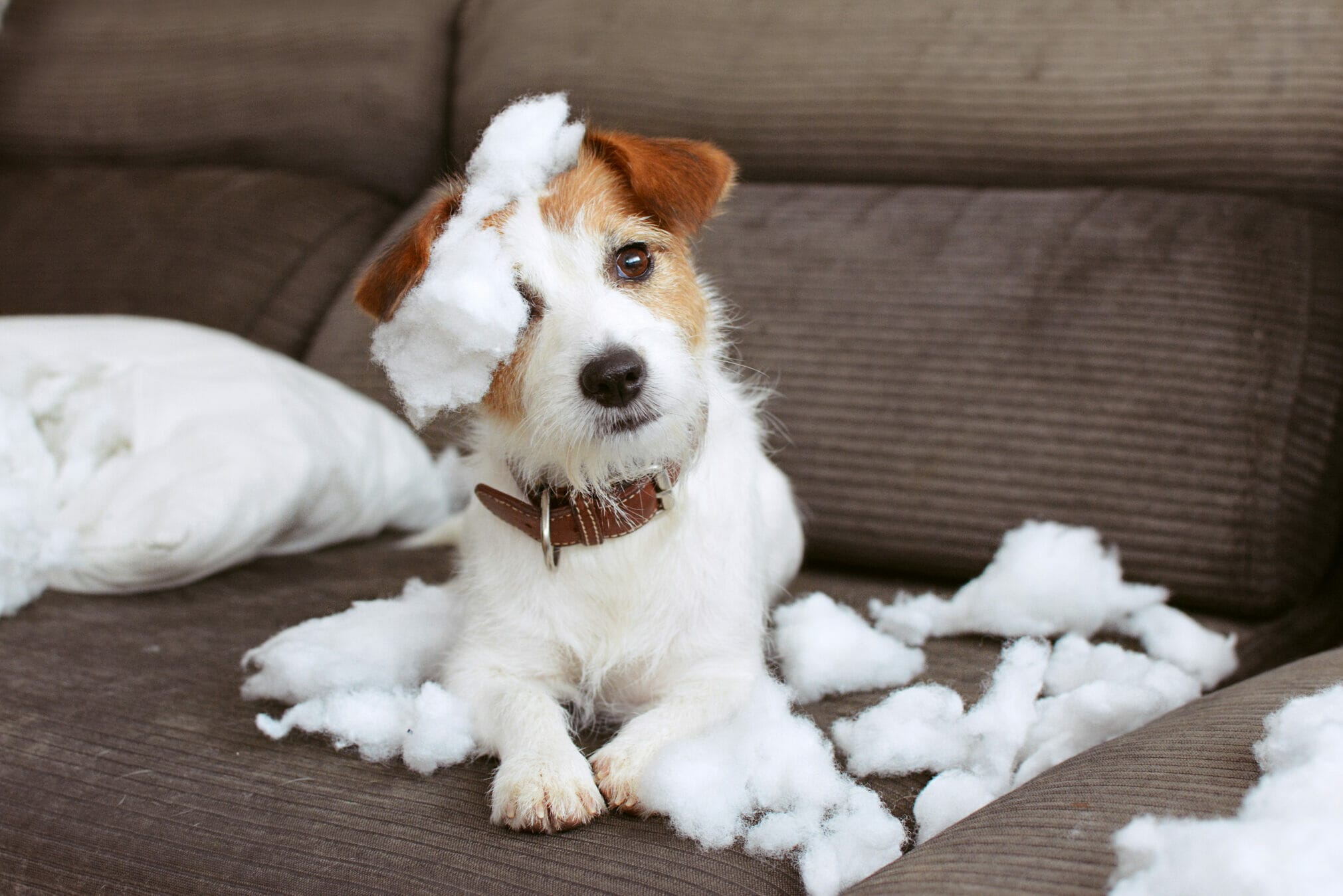 Best Bitter Apple Spray For Dogs: Stop Your Dog’s Chewing Habits