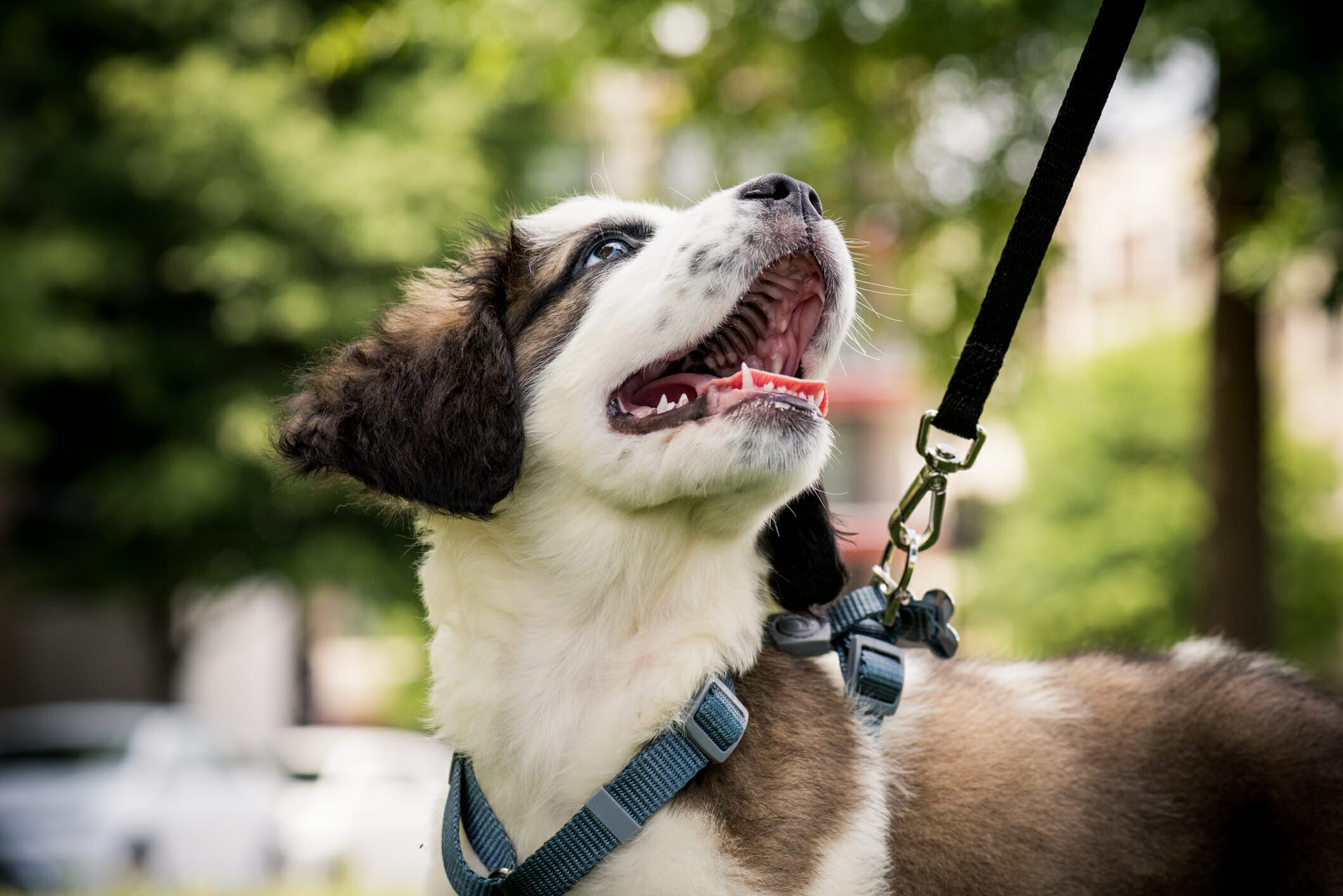 Best Bungee Leash For Dogs: 8 best picks in 2026