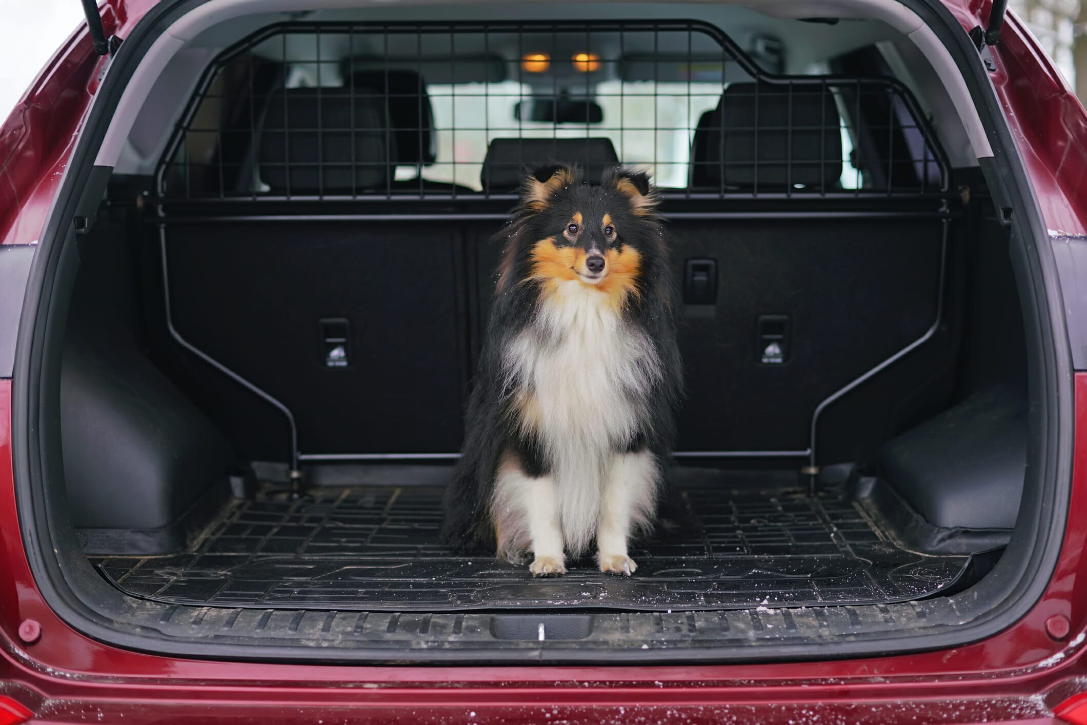 Best Cargo Liner For Dogs (5 Best options in 2026)