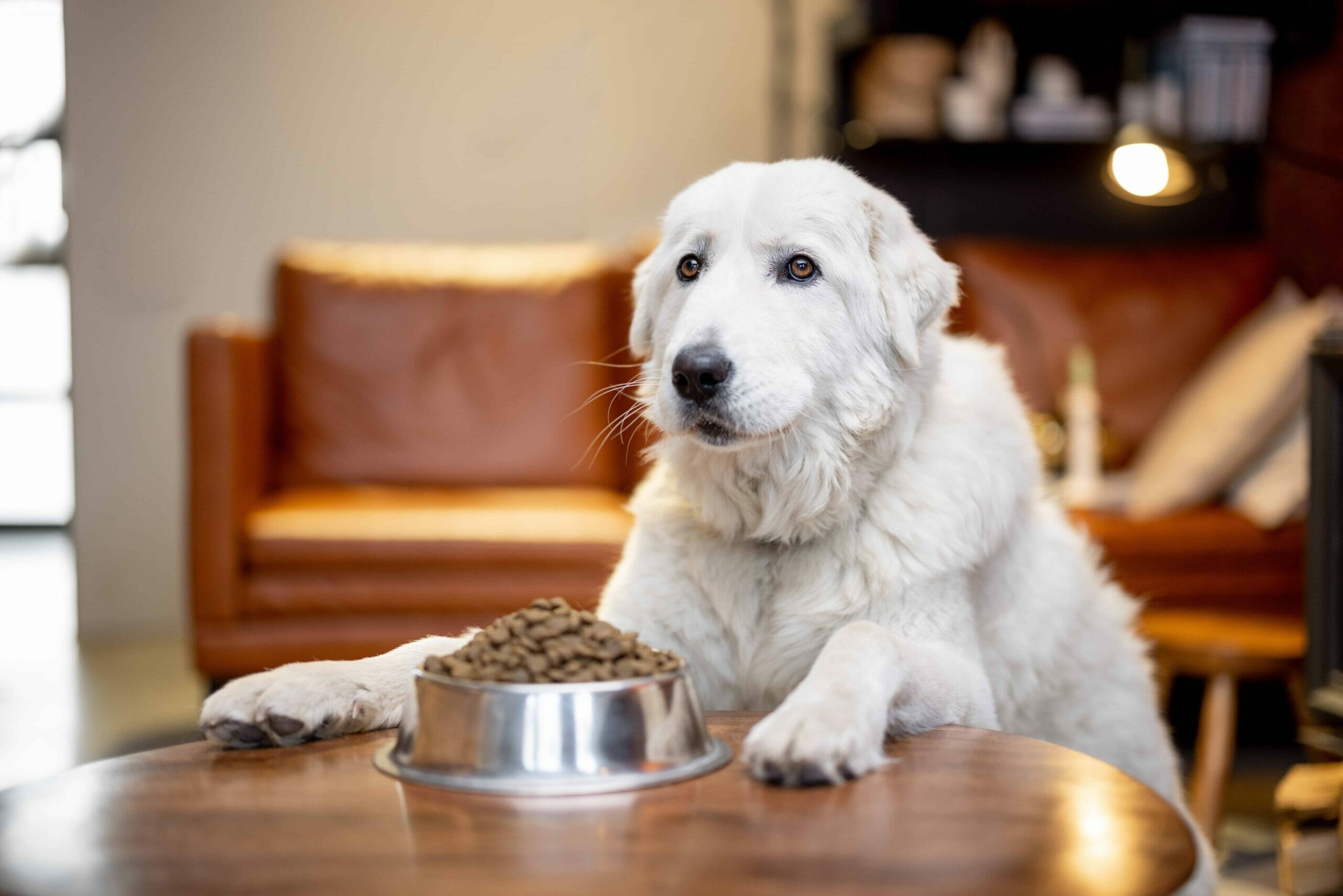 Best Dog Food for Dogs with Yeast Infections