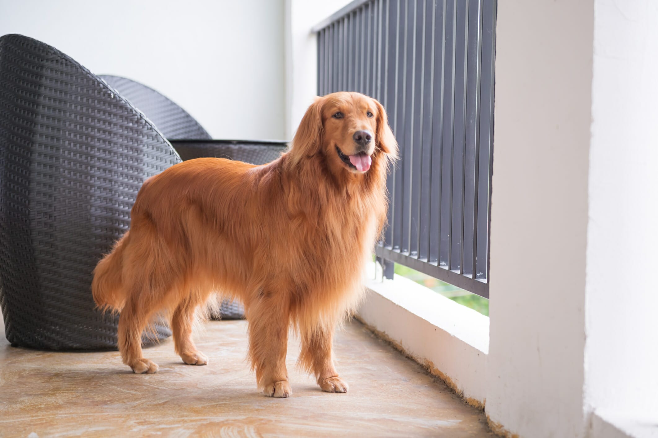 Best Dog Grass Pad For Balcony: 5 Best Options In 2026