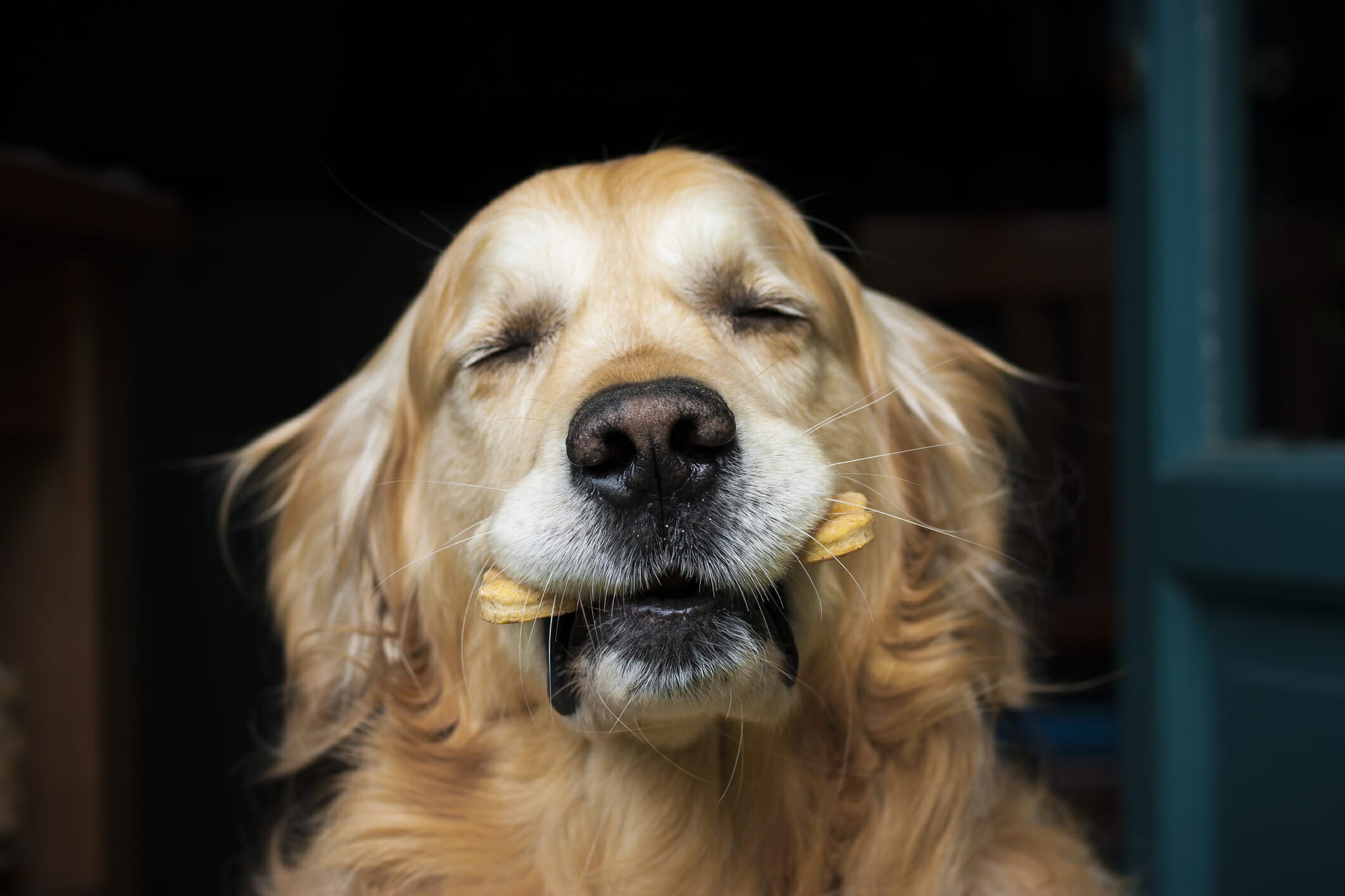 The Best Dog Treats In 2026: A Delicious Treat For Every Dog!