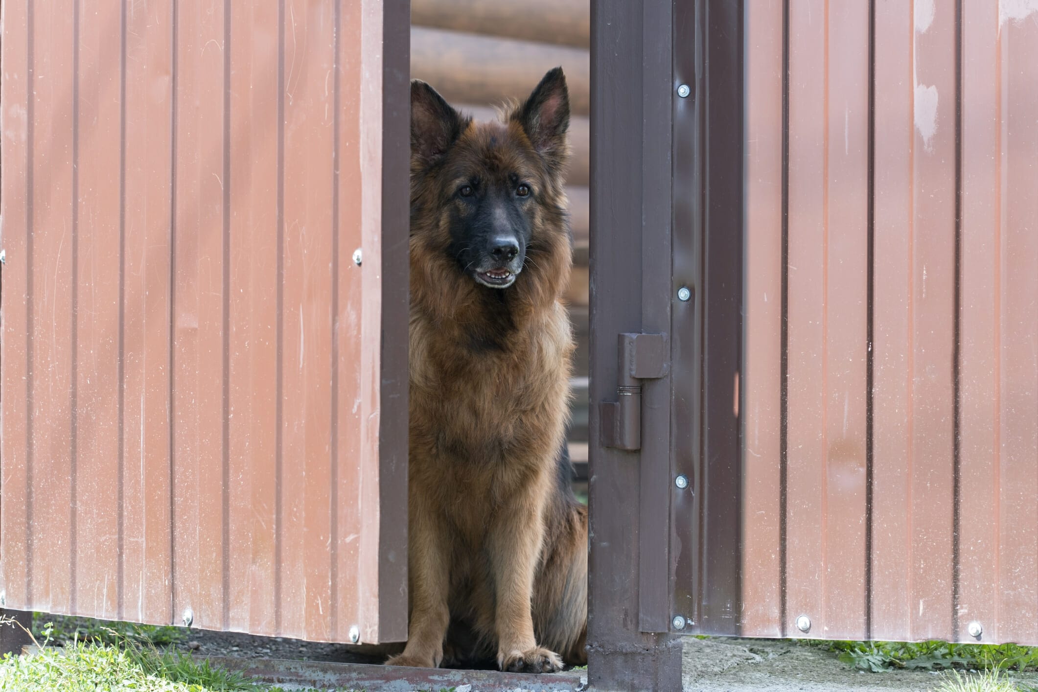 Best Gate Latch For Dogs (5 Best Options In 2026)
