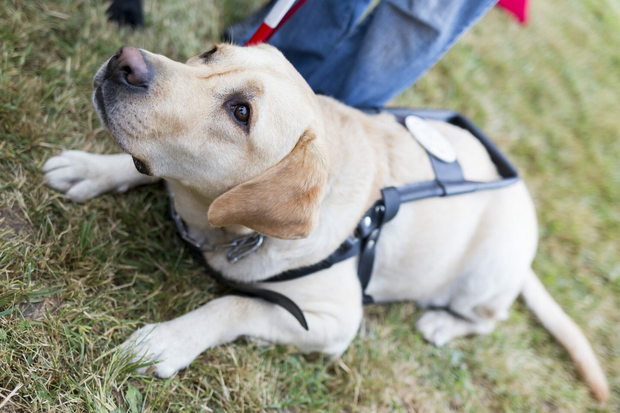 Best Hip Brace For Dogs With Hip Dysplasia: 5 Best Options In 2026