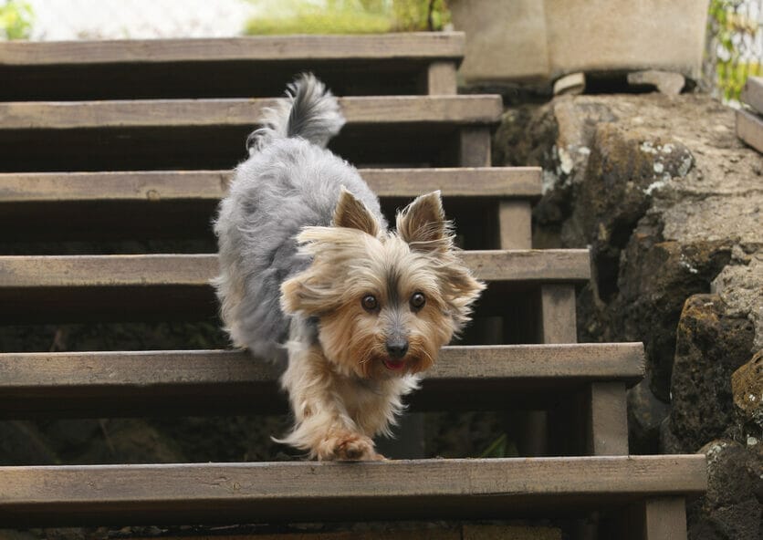 6 Best Outdoor Stair Treads for Dogs in 2026 (No More Slipping!)