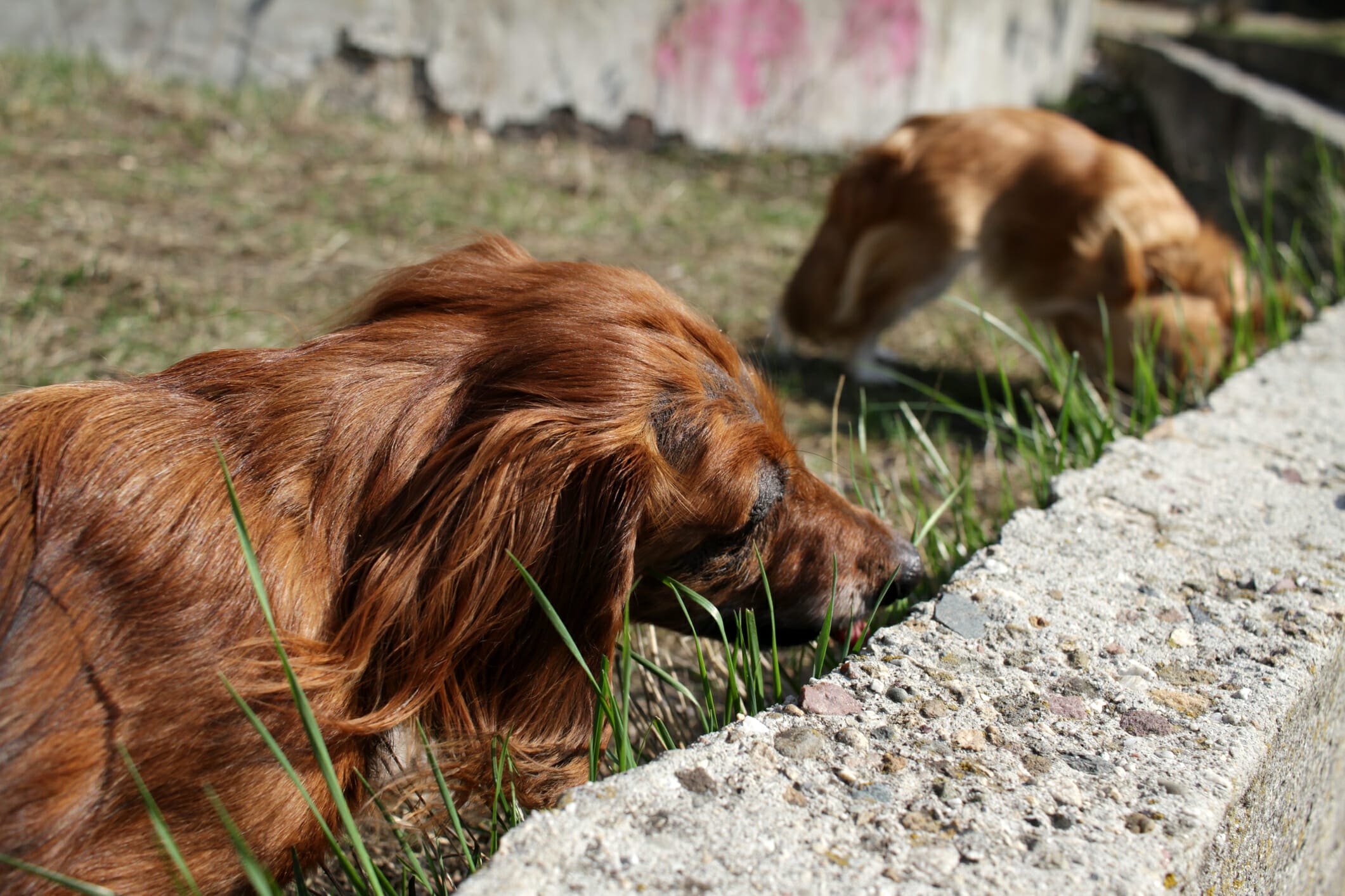 Best Poop Eating Deterrent For Dogs: Keep It Clean!