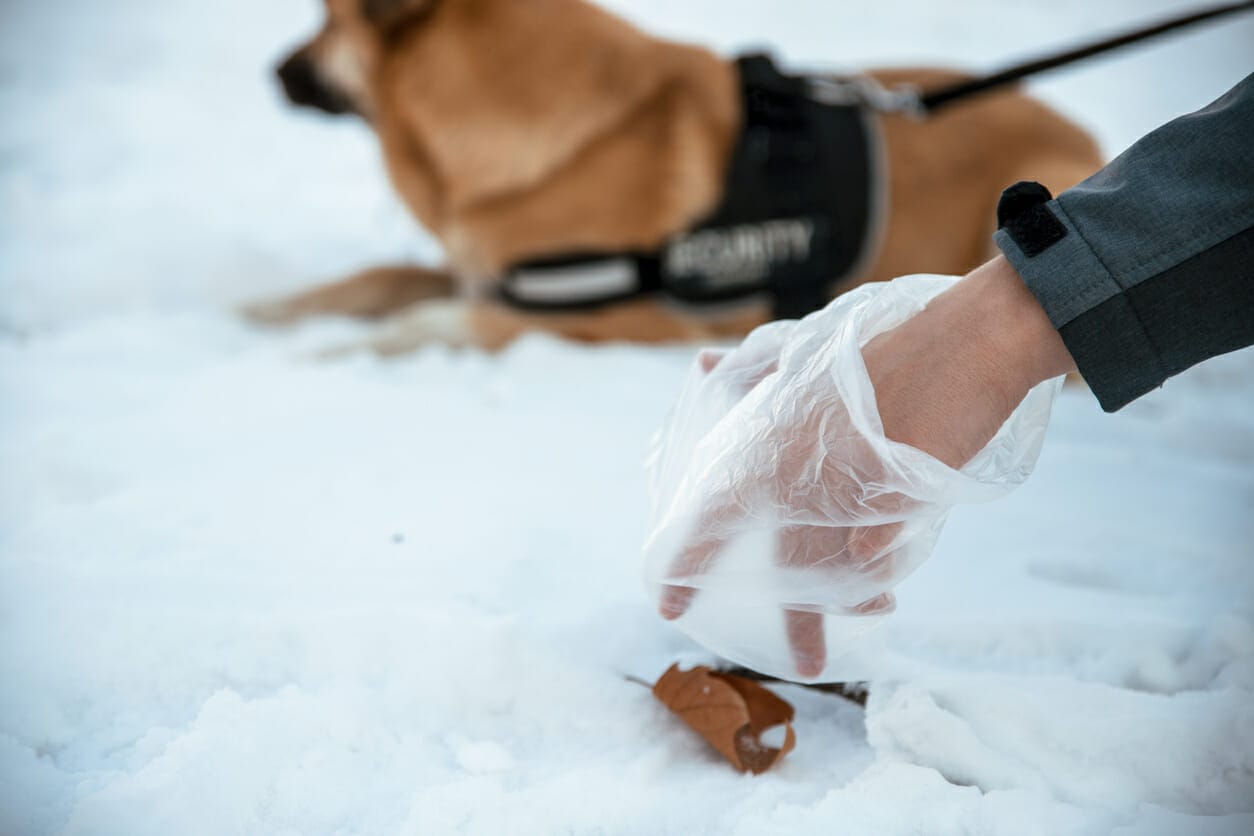 5 Best Poop Gloves for Dogs (Messy Hands No More)