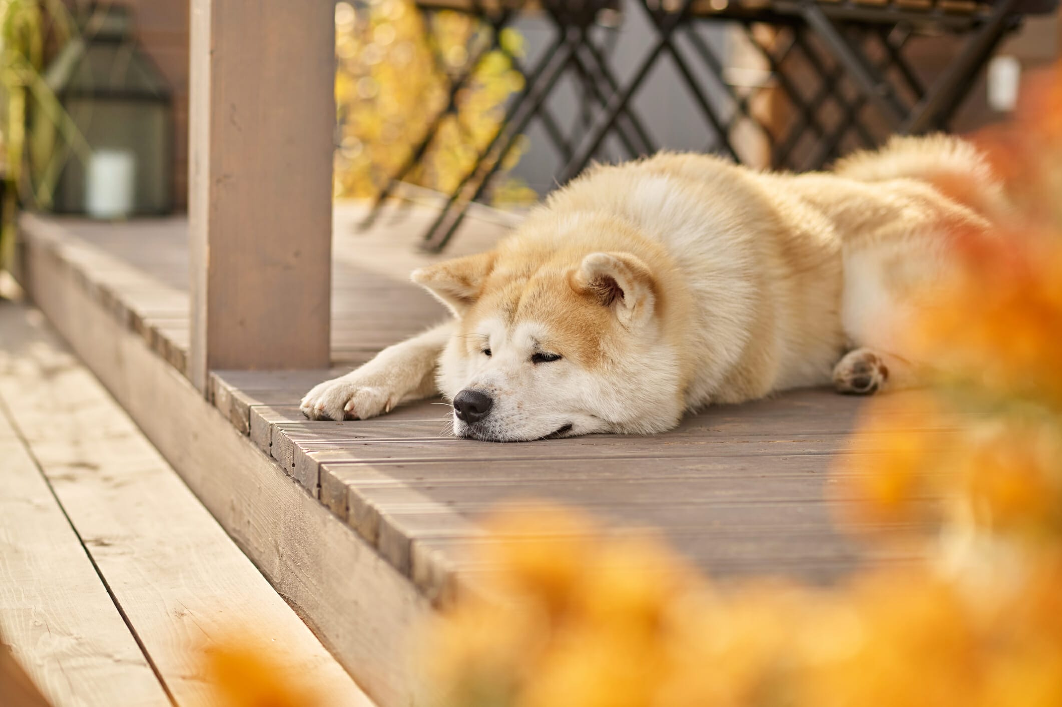 Best Porch Potty For Dogs: 5 Best Options In 2026