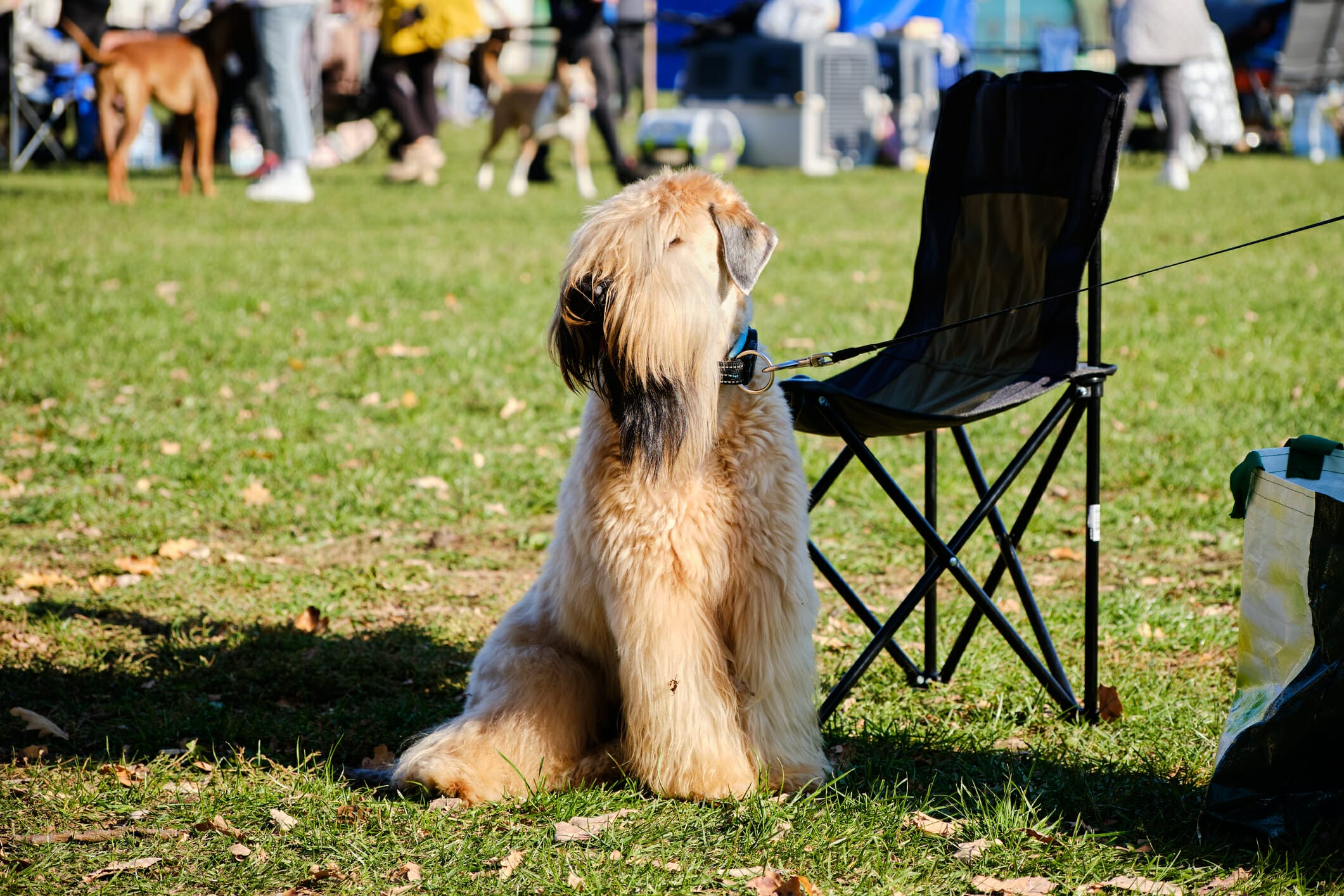 5 Best Show Leads For Dogs (In 2026)